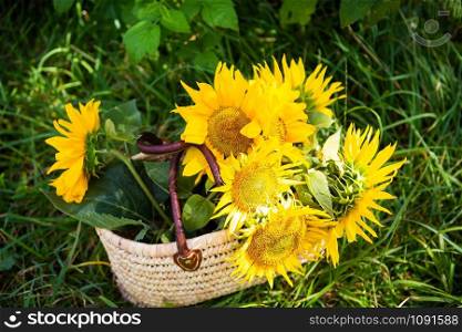 A bouquet of sunflowers lies in a straw bag on the green grass. Close-up.. A bouquet of sunflowers lies in a straw bag on the green grass.