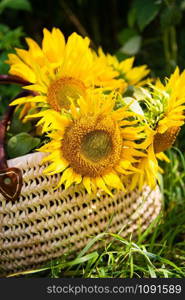 A bouquet of sunflowers lies in a straw bag on the green grass. Close-up.. A bouquet of sunflowers lies in a straw bag on the green grass.
