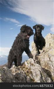 A Bouvier Des Flandres And A Labrador On Top Of A Mountain