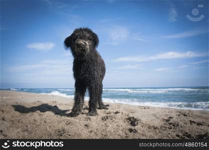 A Bouvier Des Flandres puppy covred in sand after digging on the beach