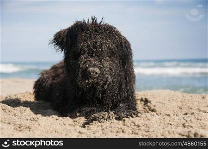 A Bouvier Des Flandres puppy covred in sand after digging on the beach