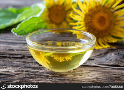 A bowl of essential oil with fresh elecampane, or Inula helenium plant in the background