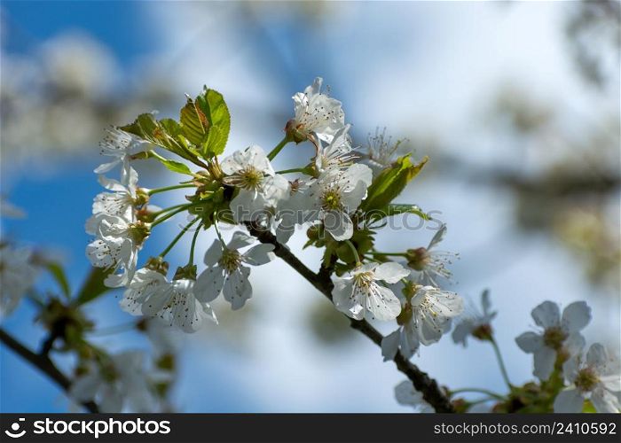 A branch of a flowering cherry with white flowers, spring view