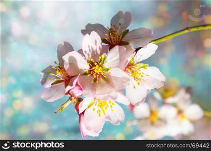 a branch of blossoming almonds on a spring day, close up