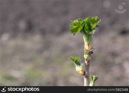A branch of currant, close-up. Currant in the foreground in focus. The background is blurred. Copy space.. A branch of currant, close-up. Currant in the foreground in focus. The background is blurred.