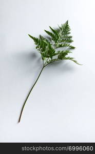 A branch of fresh fern presented on a gray background with space for text. Foliage layout. Top view. Fresh fern leaf on gray background with copy space. Natural layout. Top view
