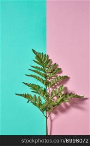 A branch of green fern presented on a double pink-green background with copy space. A beautiful natural layout. Flat lay. Fresh branch of fern on a double pink-green background with space for text. Natural background for postcard. Flat lay
