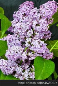 a branch of lilac flowers, closeup shot