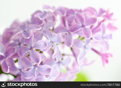 a branch of lilac flowers, macro shot