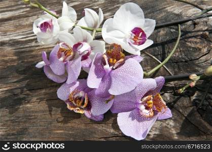 A branch of orchids on a wooden board. A branch of orchids
