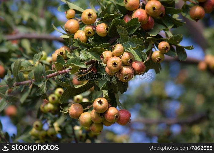 A branch of the rowan berries, wild fruit that grows mainly in the woods