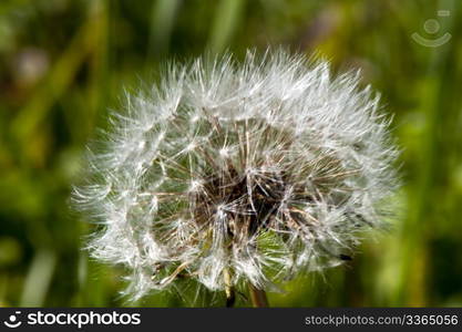 A branch of wild flowers background blur of grass