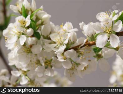A branch with lots of white flowers close-up