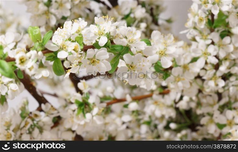 A branch with lots of white flowers close-up