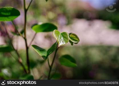 A branch with young green leaves on a blurred natural background.. A branch with young leaves on a blurred natural background.