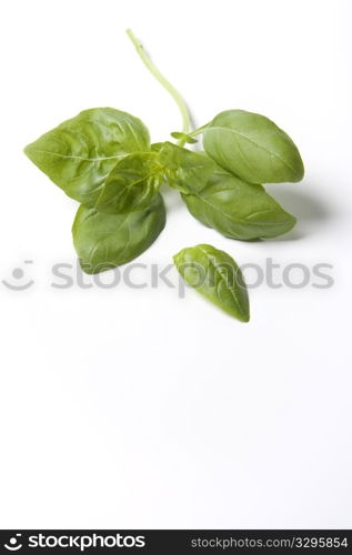 A Branche Of Green Basil Leaves On White Background
