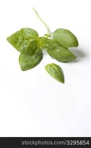 A Branche Of Green Basil Leaves On White Background