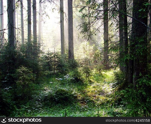 a breathtaking view as the sun shines through the forest on a misty day.