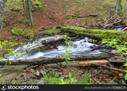 A bridge of wet mossy logs across a forest stream in a spring damp forest.. A moss-covered log fell through a forest stream in a damp, damp forest.