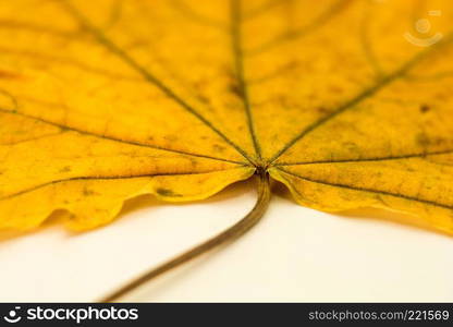 A bright beautiful large yellow leaf, shot close-up.