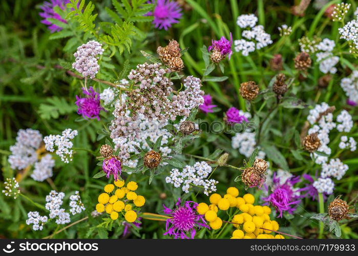 A bright carpet of multi-colored wildflowers, shot close-up.