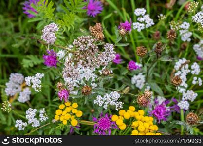 A bright carpet of multi-colored wildflowers, shot close-up.