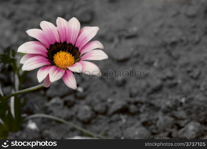 A bright flower on a background of dark earth