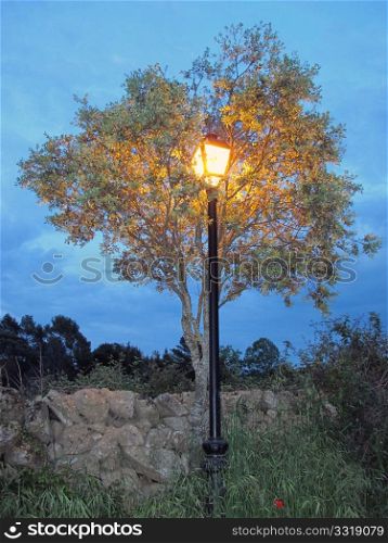 A bright lamppost covered by a tree