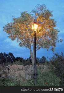 A bright lamppost covered by a tree