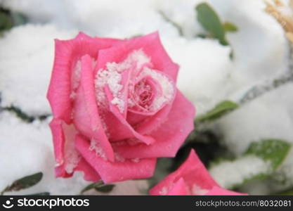 A bright pink rose in the snow
