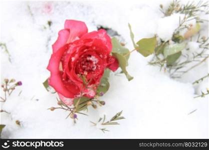 A bright pink rose in the snow