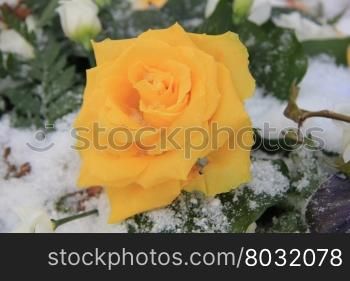 A bright yellow rose covered with snowflakes
