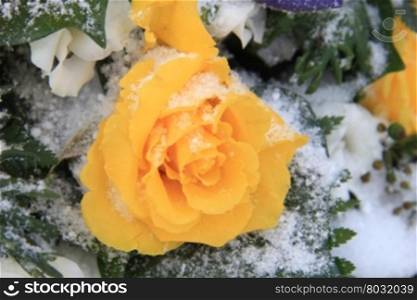 A bright yellow rose in the snow