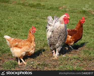 A brightly colored cockerel and chicken in a field in springtime