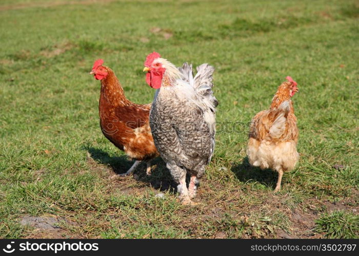 A brightly colored cockerel and chicken in a field in springtime