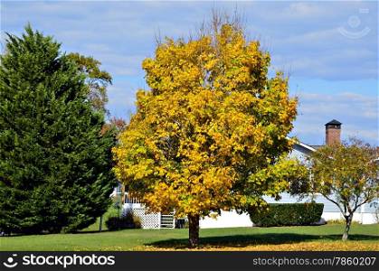 A brightly colored tree in the yard of a house.