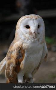 A British, Common Barn Owl