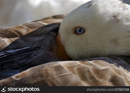 a brown and grey duck whit blue eye in buenos aires argentina