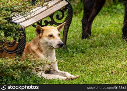 A brown and white dog lying on grasses ground under the chair in the garden.