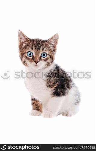 a brown and white tabby kitten with blue eyes on a white background