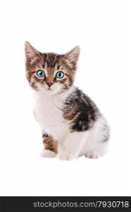 a brown and white tabby kitten with blue eyes on a white background