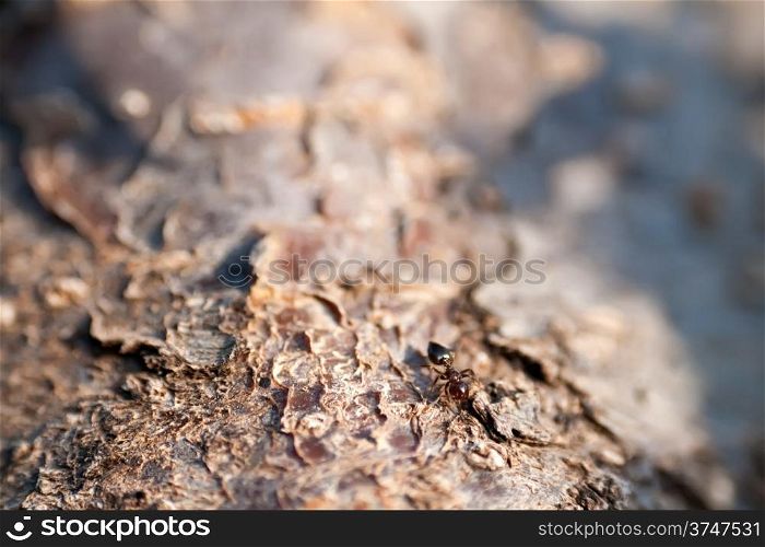 A Brown Ant On An Tree Trunk