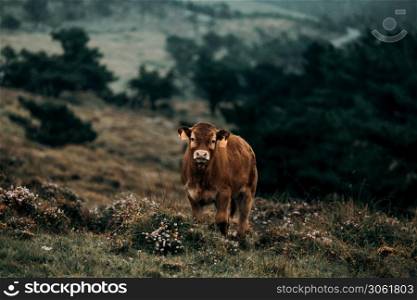 A brown baby cow looking straight to camera in the middle of the mountains
