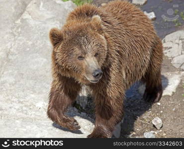 A brown bear at the edge of the waters