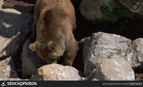 A brown bear on rocks