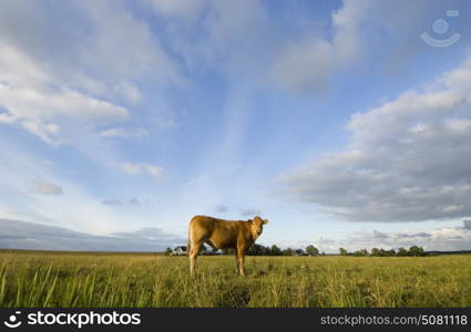 A Brown Cow as center of the universe in the middle of a field, surrounded by clouds.
