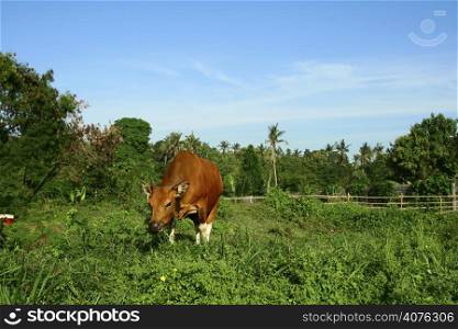 A brown cow eating grass in a farm