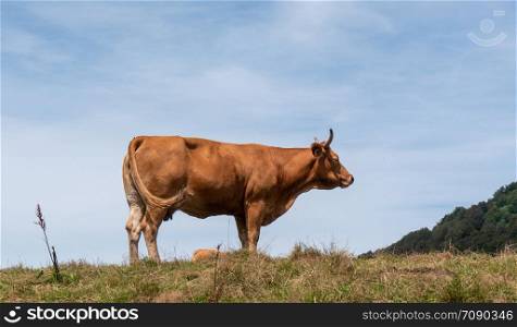 a brown cow grazing in the pasture in mountain