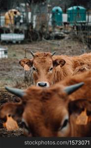 A brown cow looking to camera in the middle of a lot of cows
