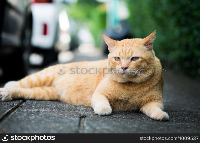 A brown cute cat lying down and rest on the floor, selective focus.